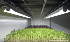 Active Grow Grow Lights Active Grow 10W T5 2FT Horticultural Strip Light – Sun White Spectrum