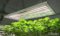 Active Grow Led Grow lamp Active Grow 24W T5 HO 4FT Horticultural Lamp